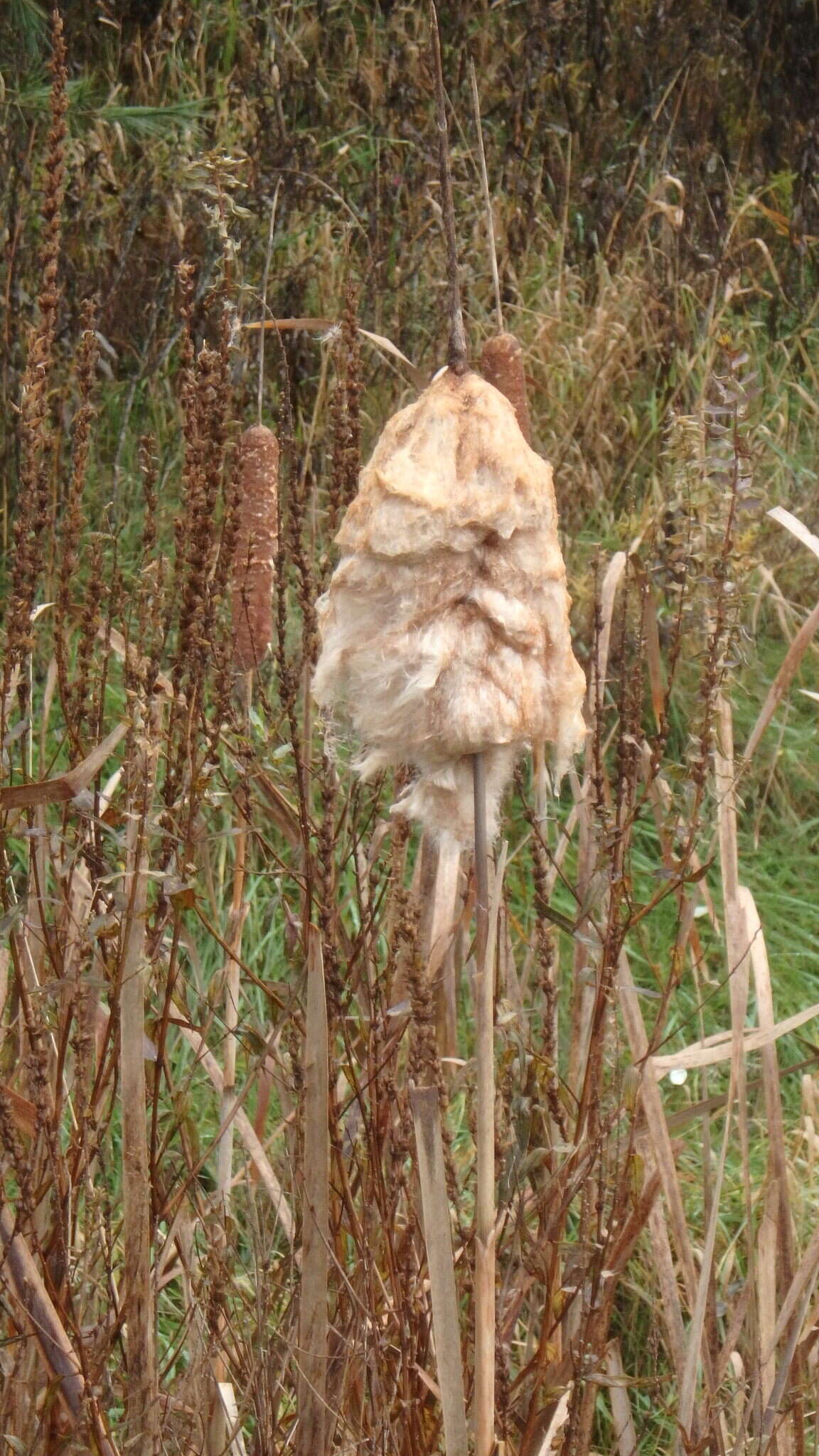 Image of Limnaecia phragmitella Stainton 1851