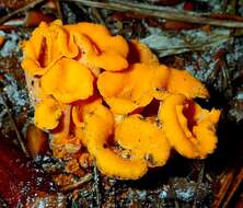 Image of Cantharellus odoratus (Schwein.) Fr. 1828