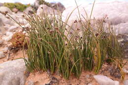 Image of Ficinia quartzicola Muasya & Helme