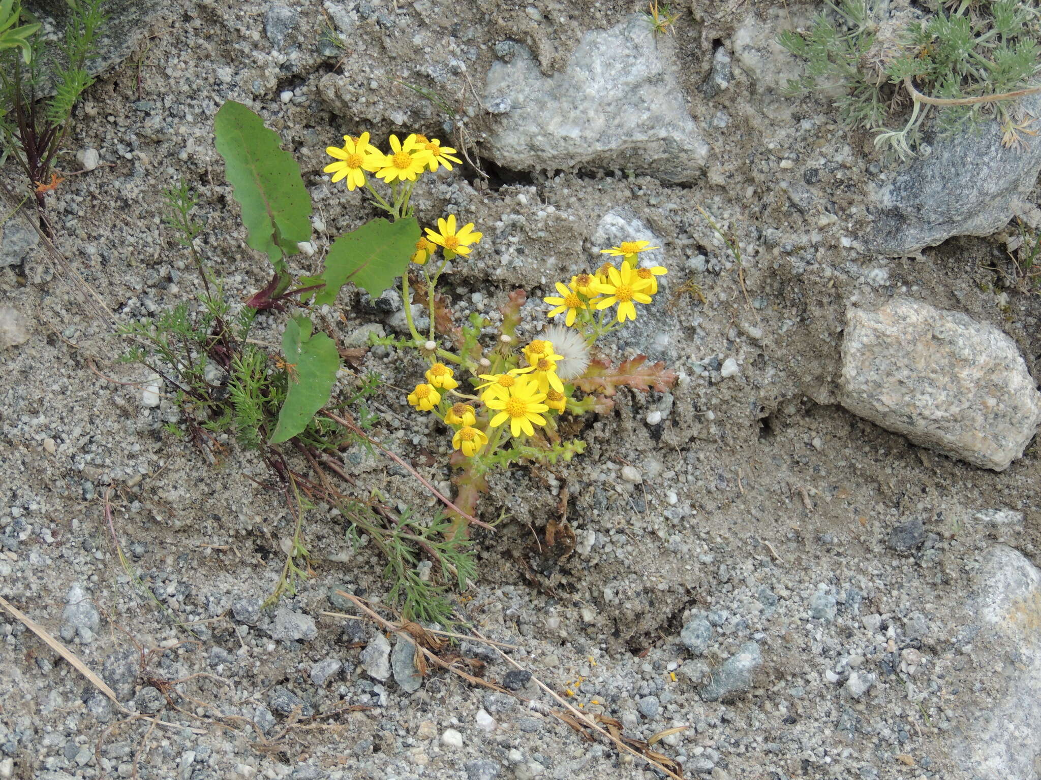 Plancia ëd Senecio leucanthemifolius subsp. caucasicus (DC.) Greuter