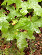 Image of bigleaf maple