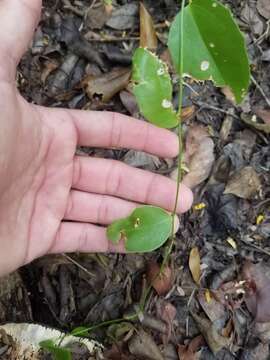 Image of Smilax havanensis Jacq.