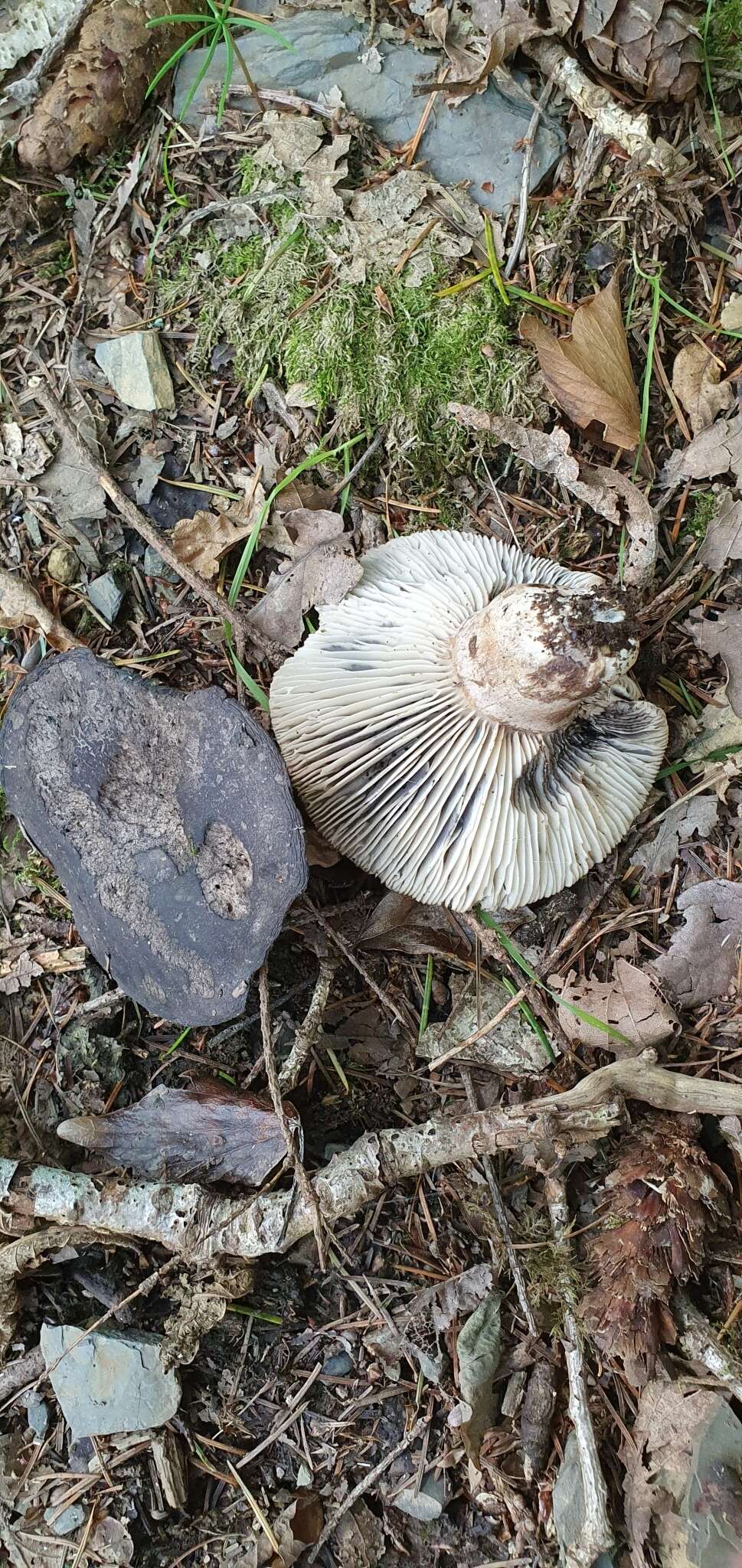 Image of Russula nigricans Fr. 1838