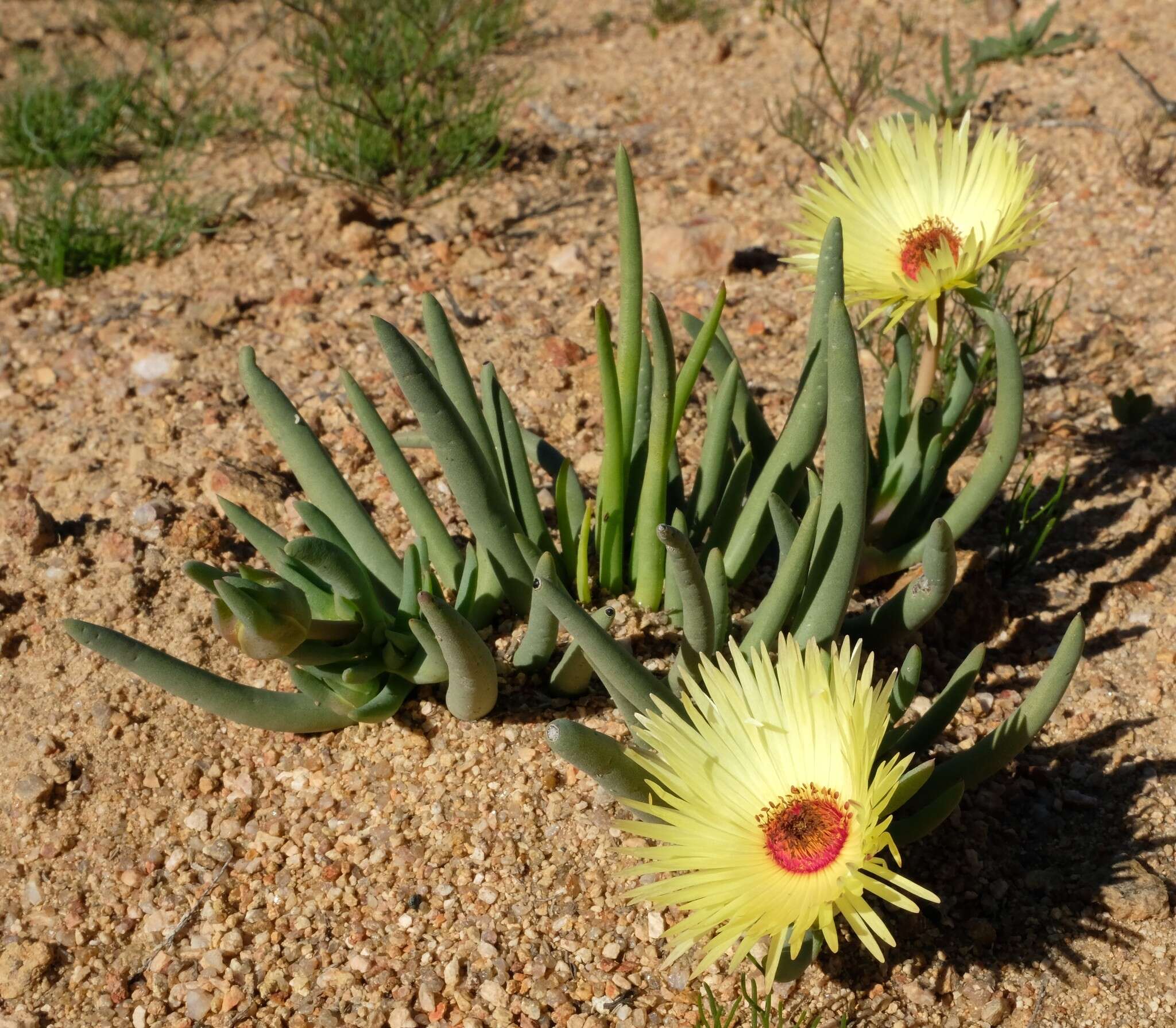 Image of Cephalophyllum pillansii L. Bol.