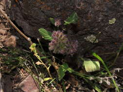 Image of Phacelia brachyantha Benth.