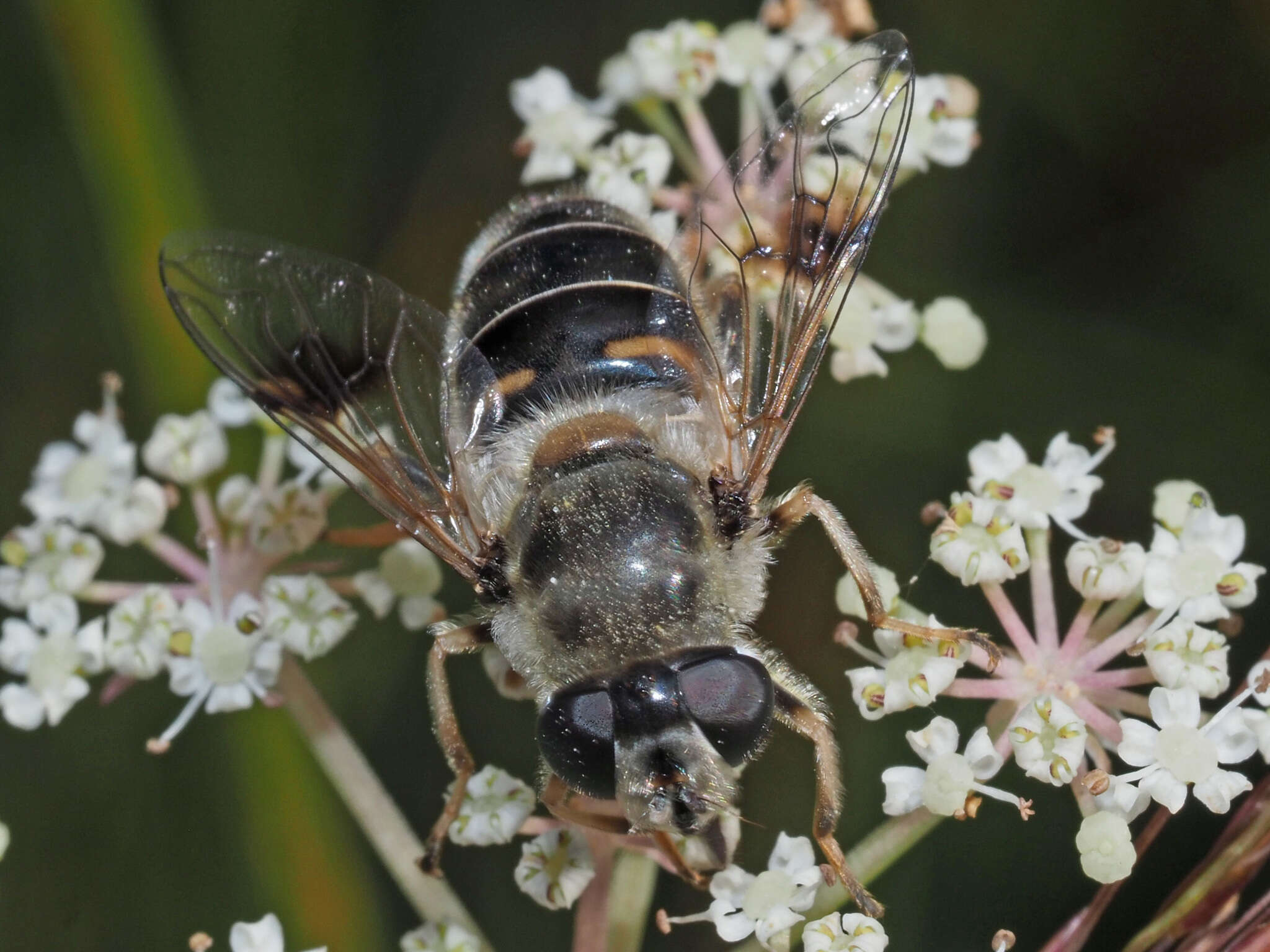 صورة Eristalis alpina (Panzer 1798)