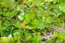 Image of Salix nakamurana subsp. kurilensis (Koidz.) Hiroyoshi Ohashi