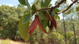 Annona longiflora S. Watson resmi