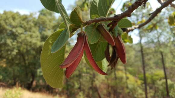 Image of wild cherimoya of Jalisco