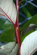 Image of Yunnan poplar