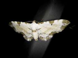 Image of <i>Tyloptera <i>bella</i></i> bella