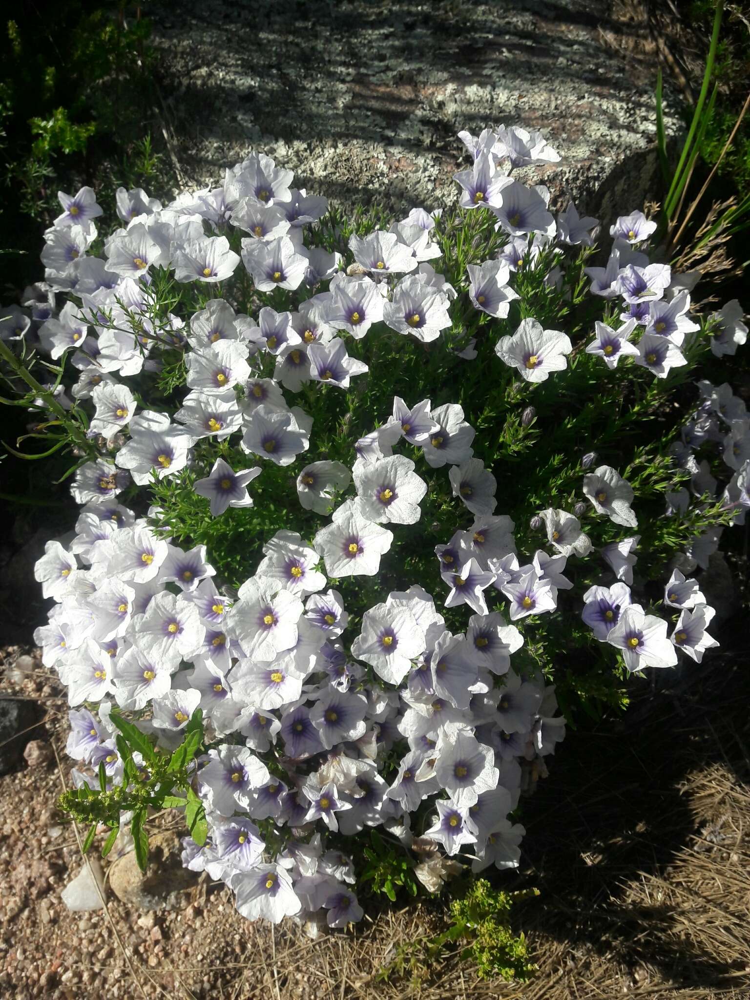 Image of Nierembergia linariifolia var. glabriuscula (Dun.) A. A. Cocucci & A. T. Hunziker