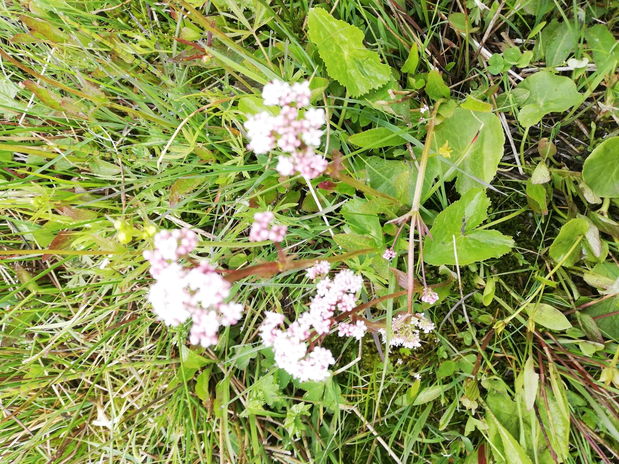 Image of Valeriana simplicifolia (Rchb.) Kabath