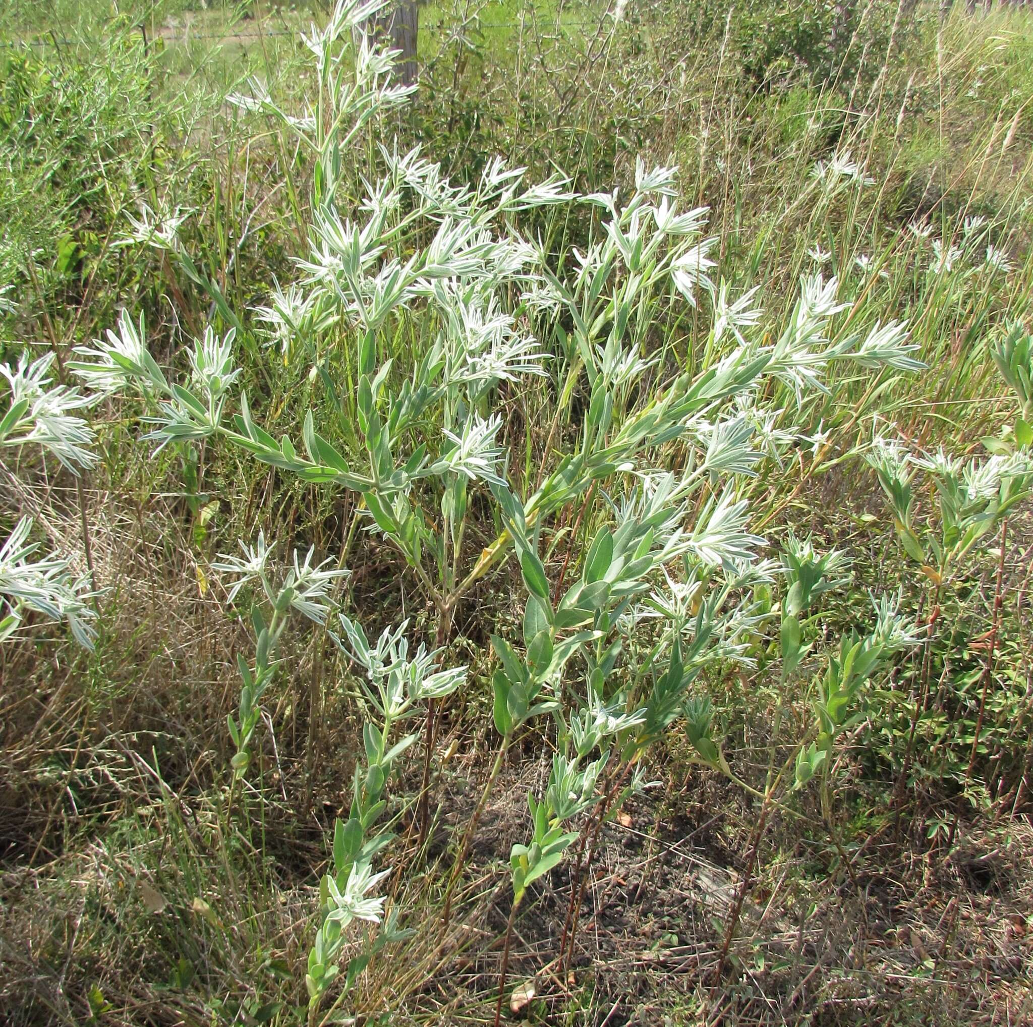 Image of snow on the prairie