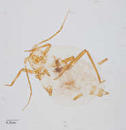 Image of Oat-birdcherry aphid