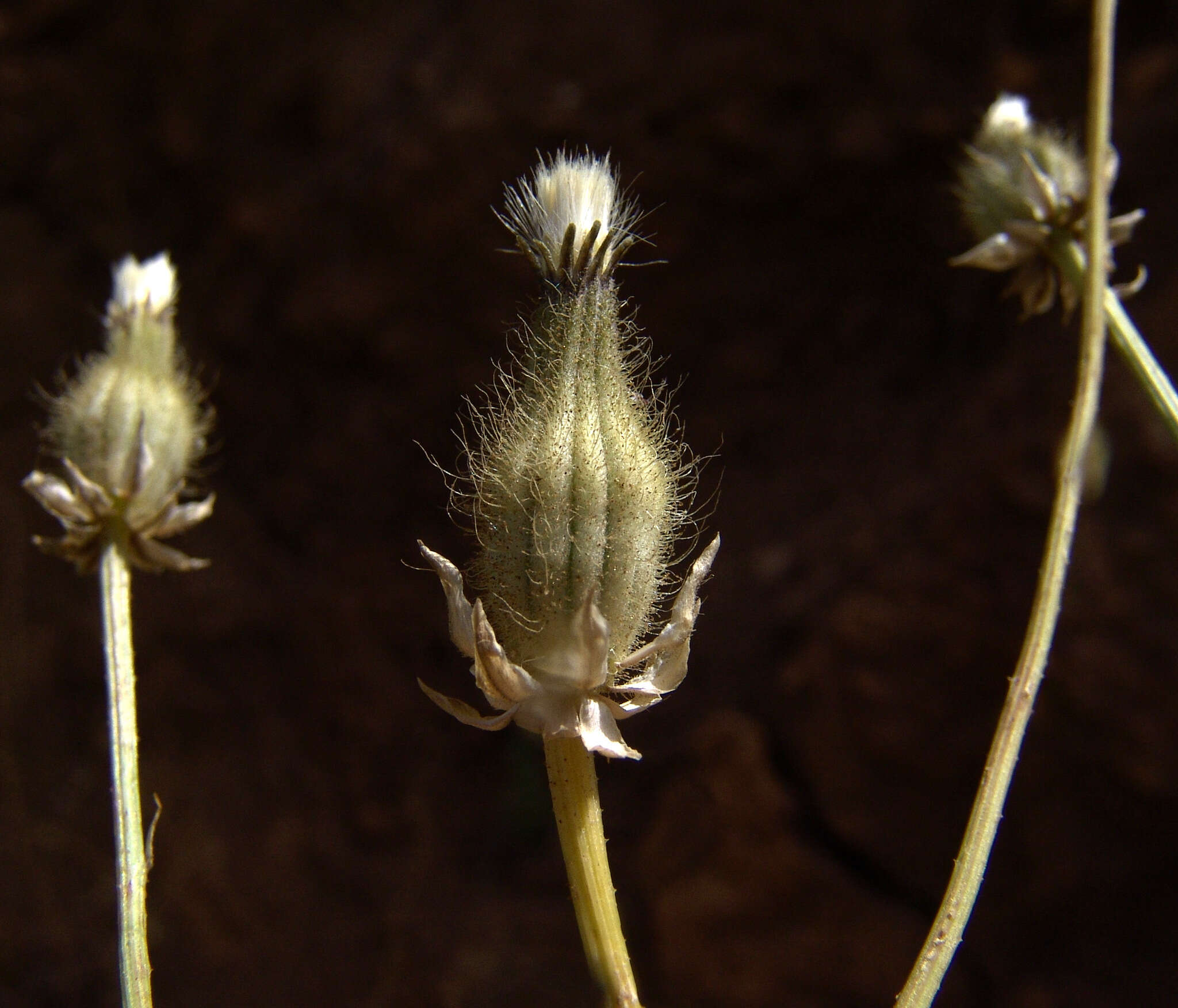 Image of Crepis syriaca (Bornm.) Babc. & NA v.