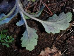 Image of Senecio lividus L.