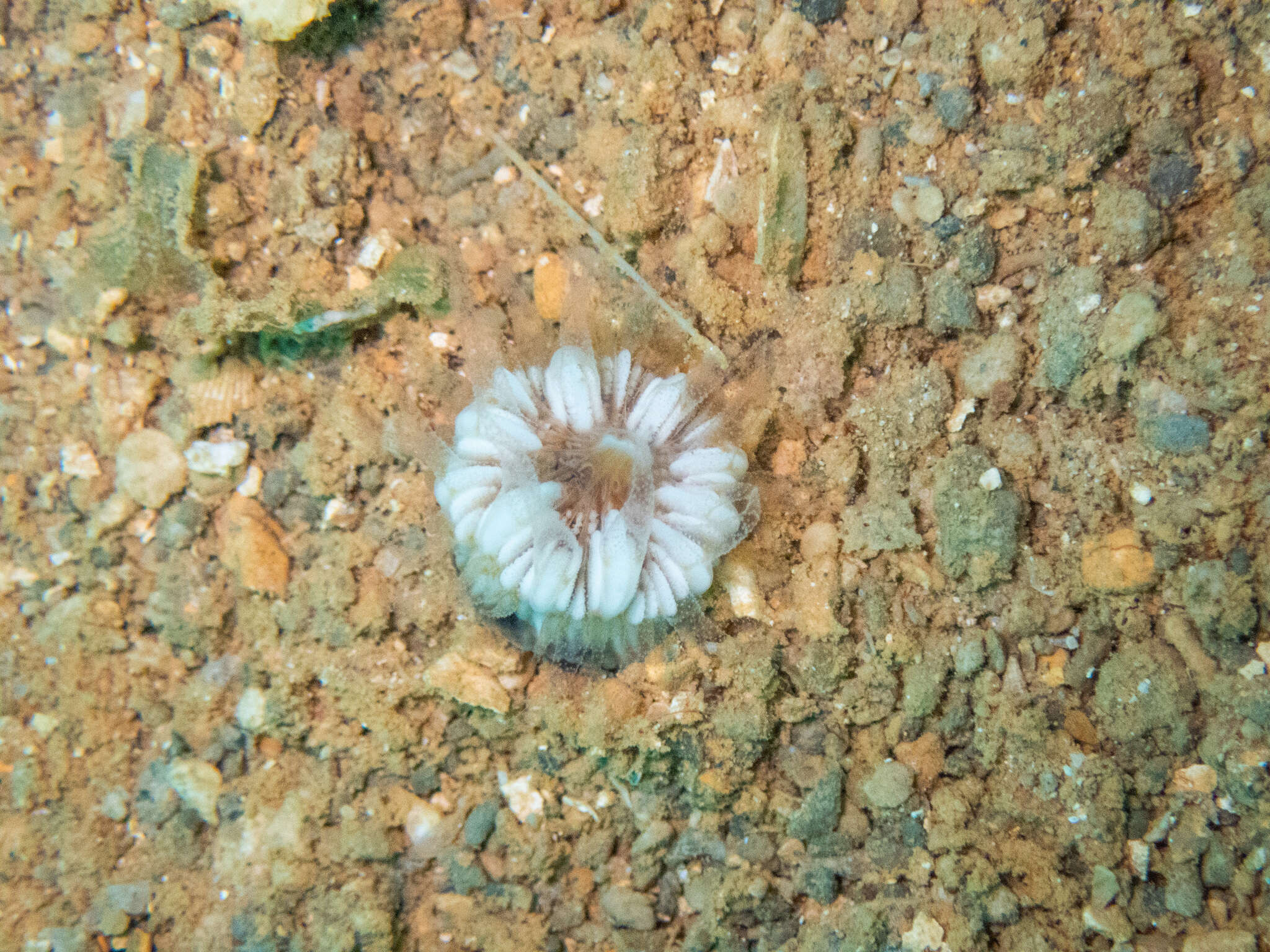 Image of striped bum coral