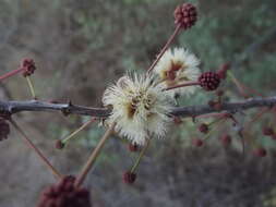 Image of Senegalia peninsularis Britton & Rose