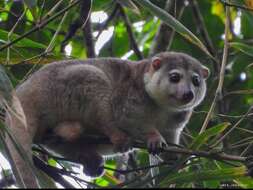 Image de Strigocuscus Gray 1861