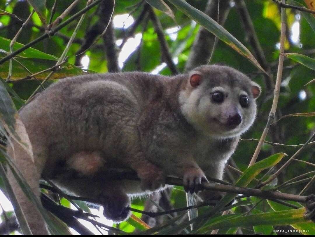 Слика од Strigocuscus Gray 1861