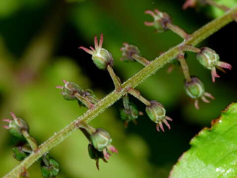 Image of Coriaria kingiana Col.