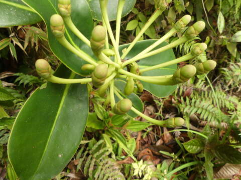 صورة Marcgraviastrum gigantophyllum (Gilg) Bedell ex S. Dressler