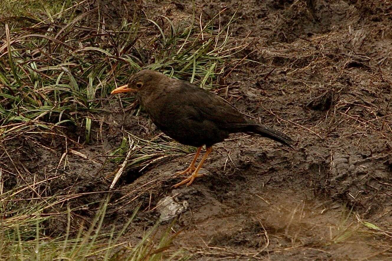 Image of Island Thrush