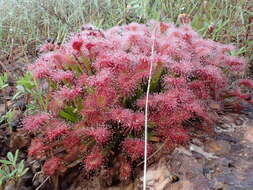 Image of Drosera dilatatopetiolaris Kondo