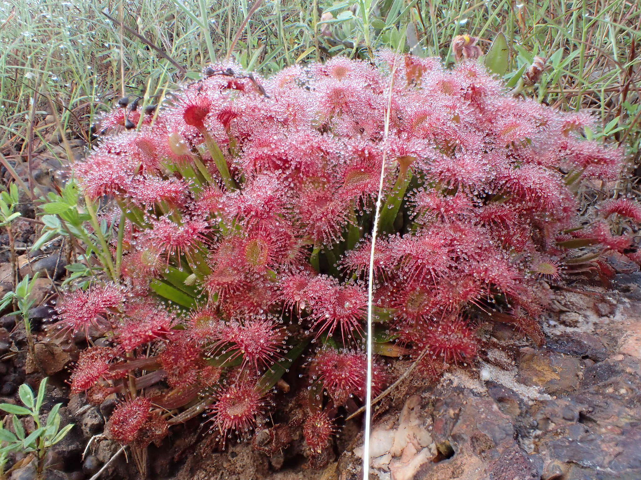 Image of Drosera dilatatopetiolaris Kondo