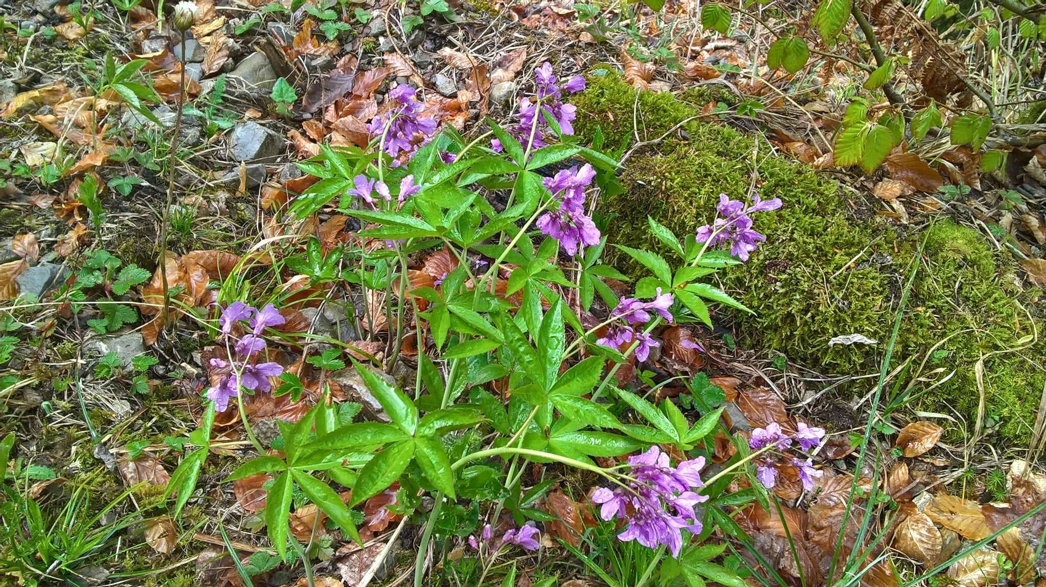 Image of Five-leaflet Bitter-cress