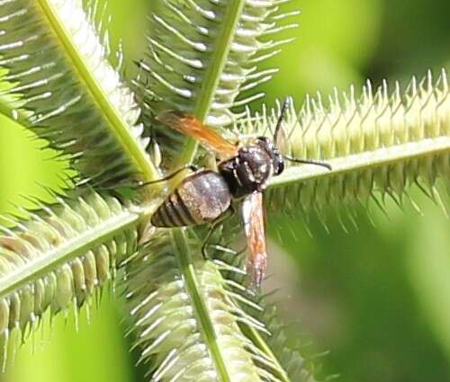 Image of Keyhole Wasp