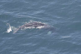 Image of gray whales