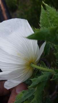 Image of Hawaiian prickly poppy