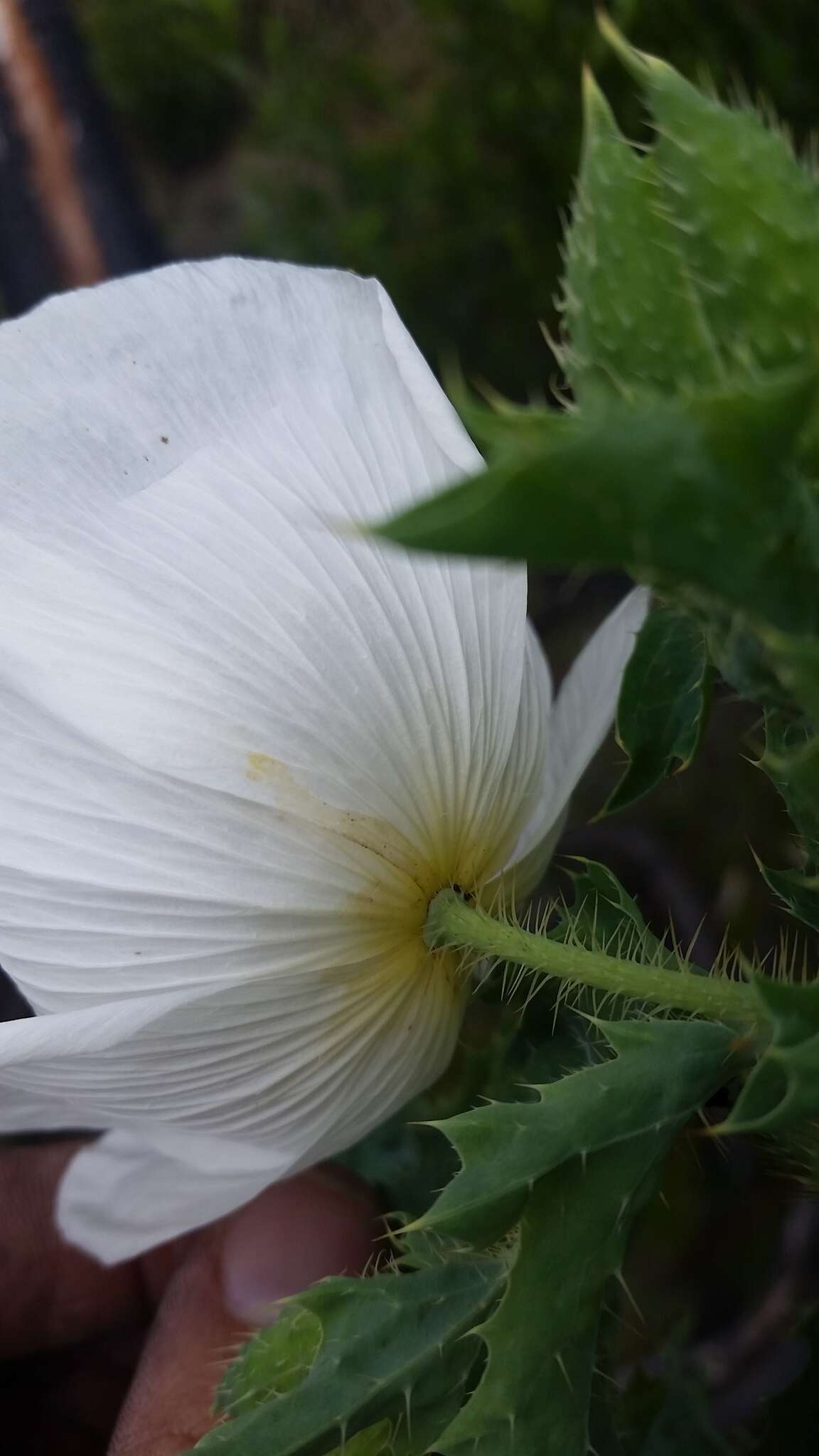 Image of Hawaiian prickly poppy