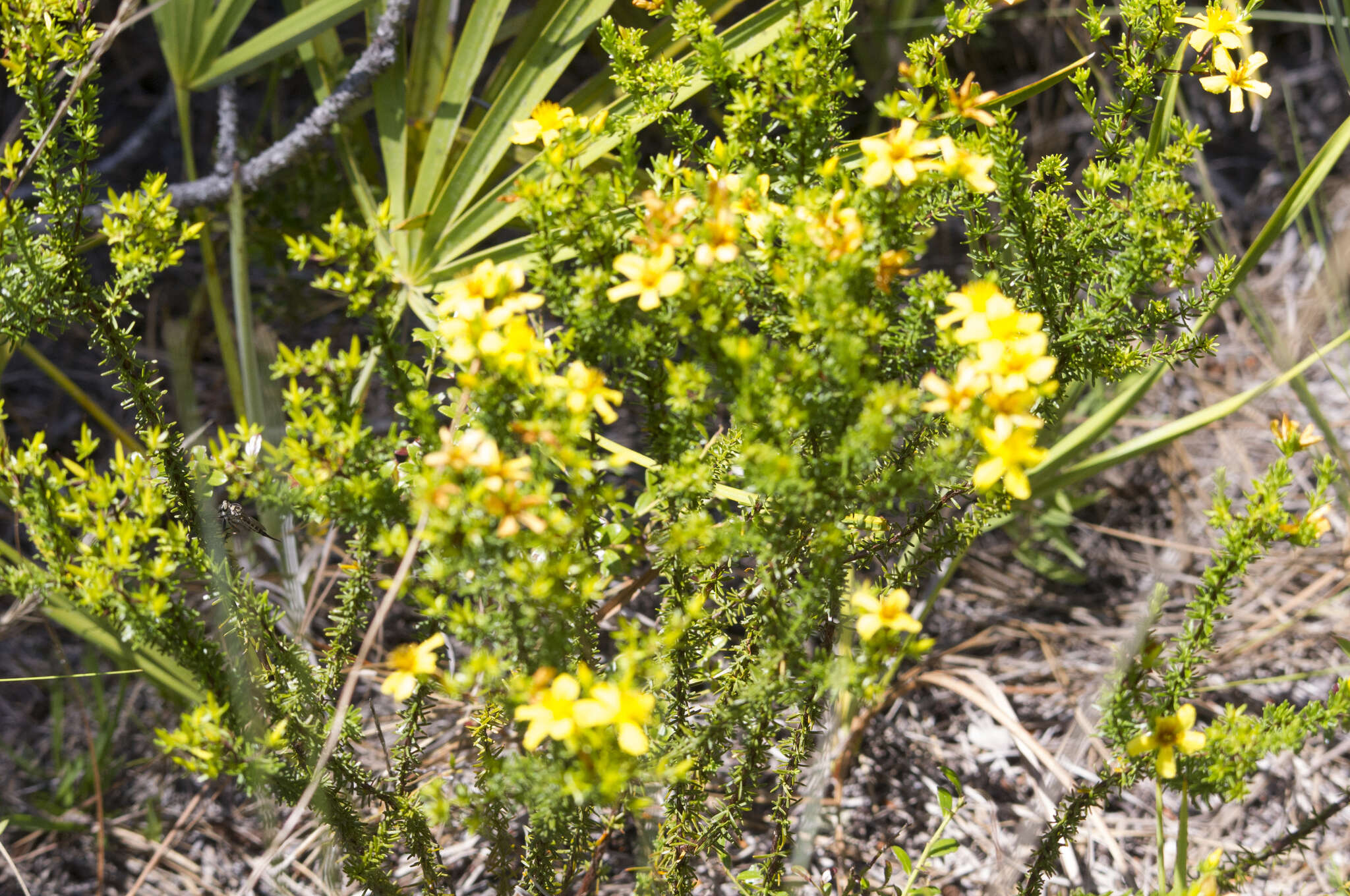 Image of Atlantic St. John's-Wort