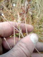 Image de Epilobium insulare Hausskn.