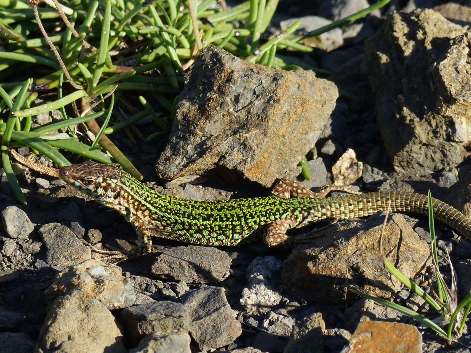 Image of Ibiza Wall Lizard