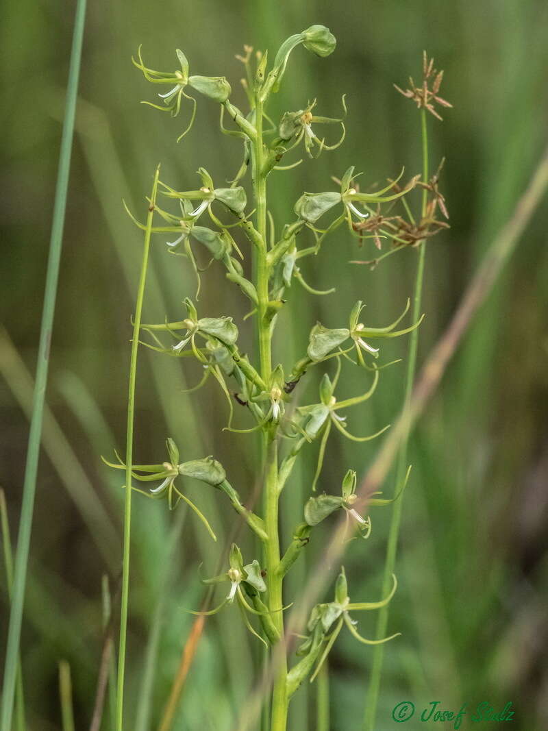 Habenaria cornutella Summerh.的圖片