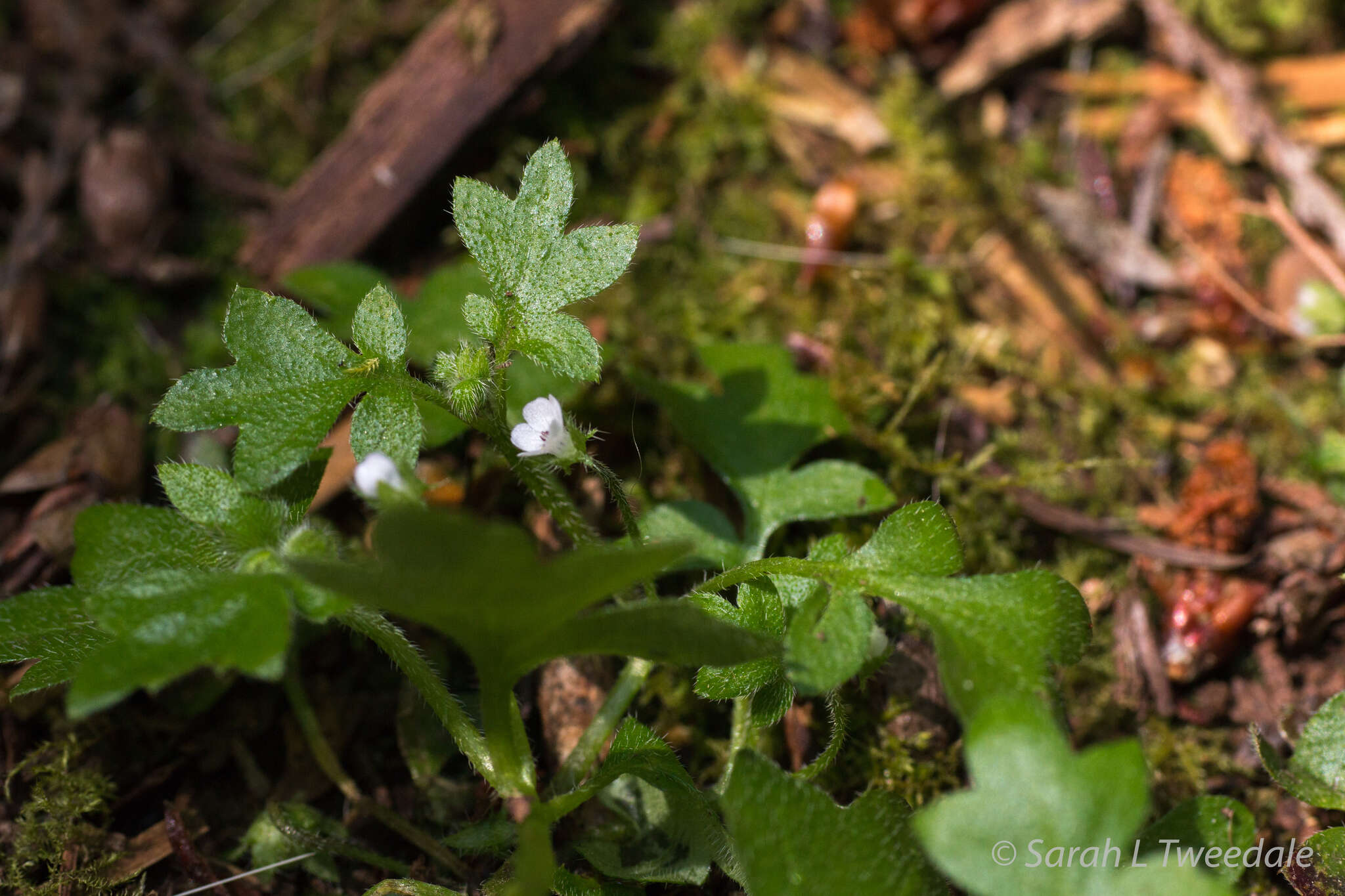 صورة Nemophila parviflora Dougl. ex Benth.