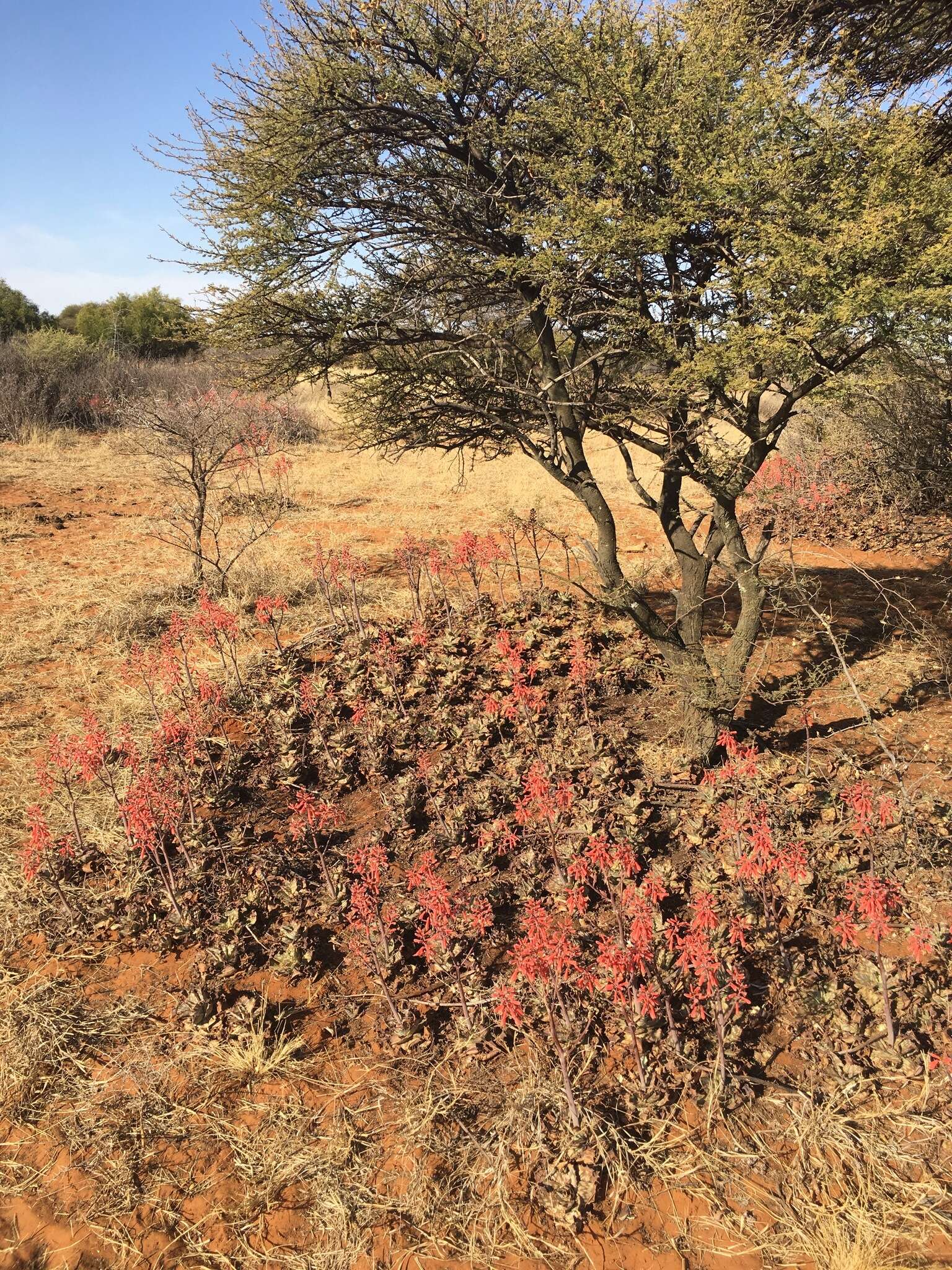 Слика од Aloe grandidentata Salm-Dyck