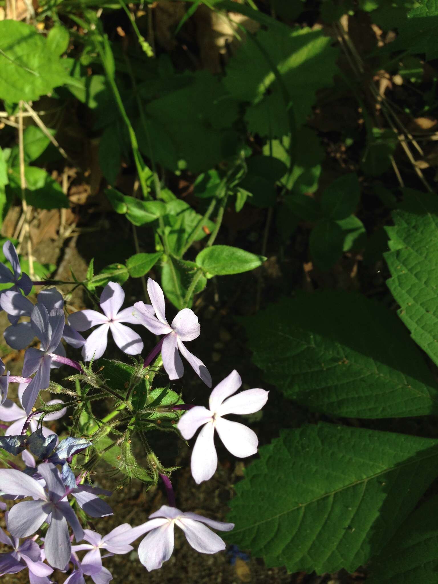 Image of Lapham's phlox