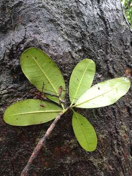 Image de Abricotier des Antilles