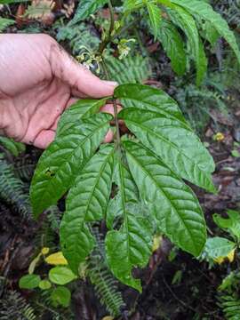 Image of Solanum trizygum Bitter