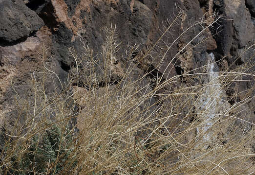 Plancia ëd Descurainia bourgaeana (E. Fourn.) Webb