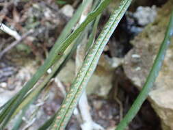 Campyloneurum angustifolium (Sw.) Fée的圖片