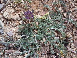 Image of groundcover milkvetch