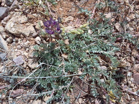 Image of groundcover milkvetch