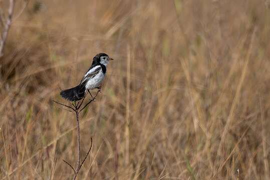 Alectrurus tricolor (Vieillot 1816)的圖片