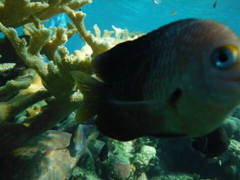 Image of Threespot Damselfish